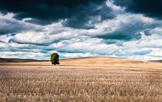 Tree in hay field with storm clouds