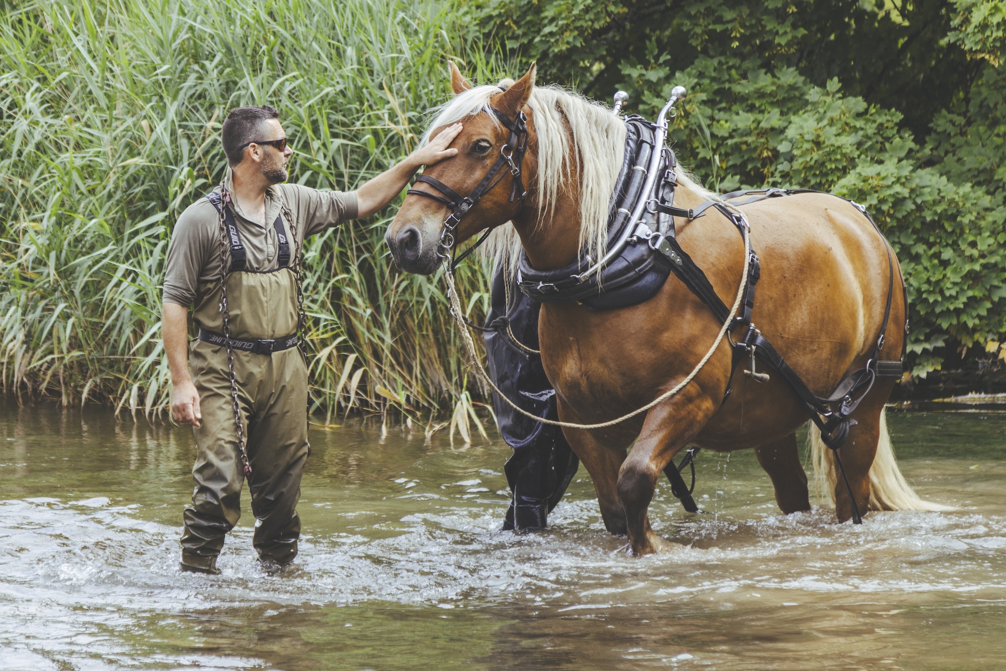 A horse with his handler in a river