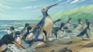 A illustration of the largest penguin to walk the Earth.