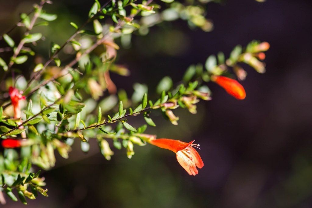 Red Mint Shrub Plant