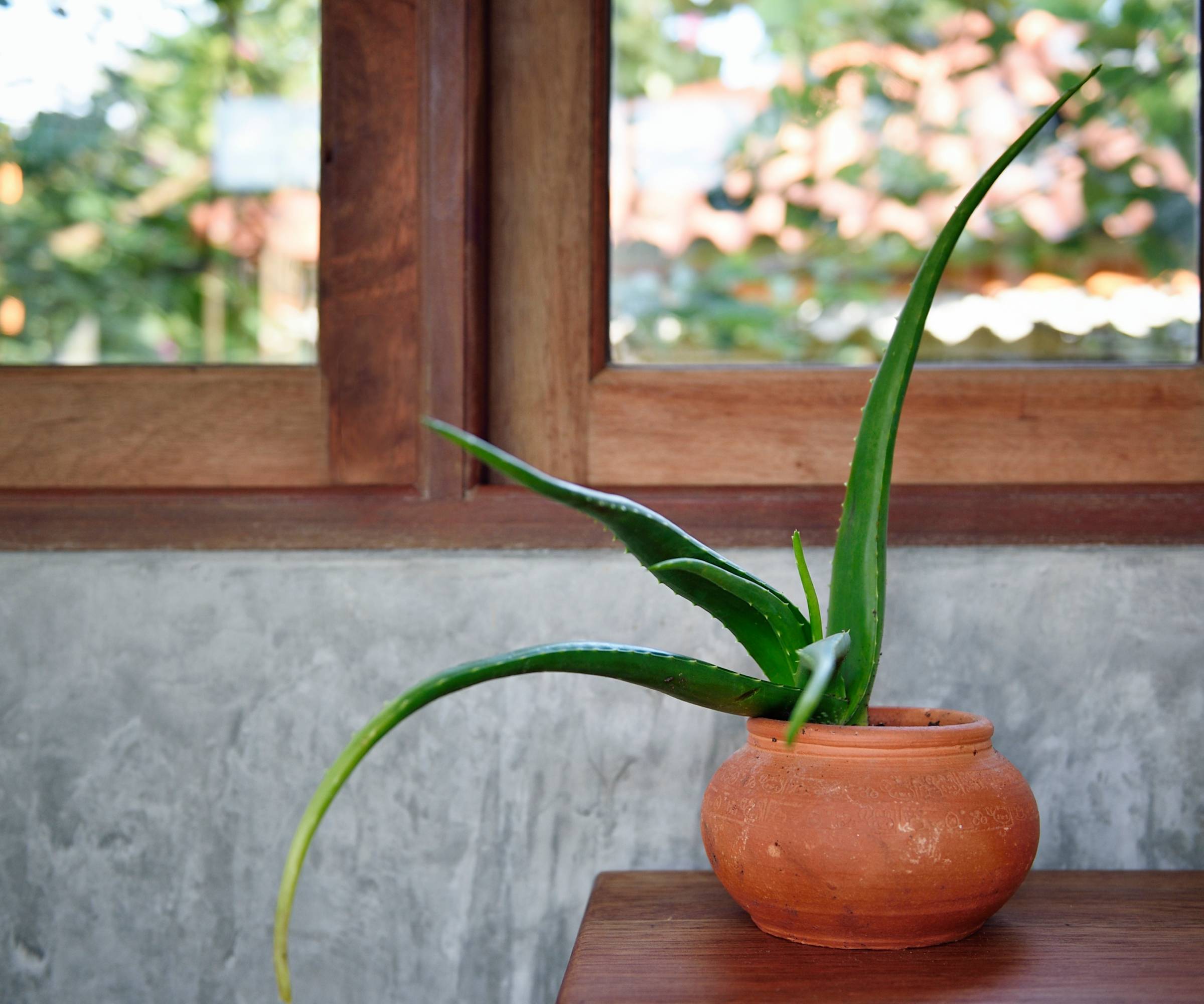 Potted aloe plant on a table next to a window