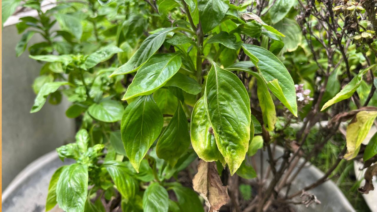 Why is my basil turning yellow? The 3 most common causes and how to fix them