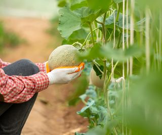 Farmer holding a cantaloupe melon