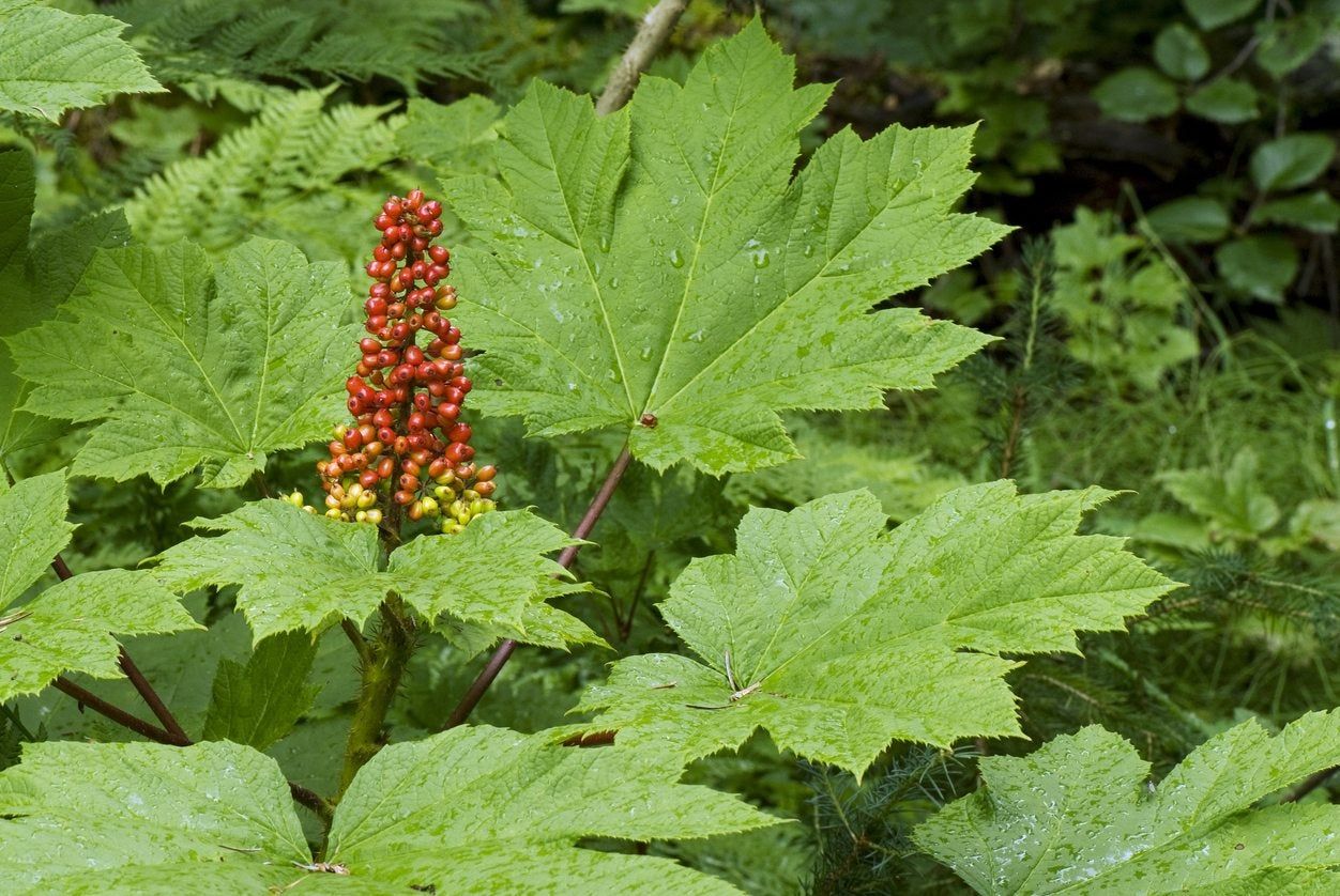 Oplopanax Devil&amp;#39;s Club Plant