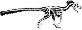 A skeletal reconstruction of the newly discovered raptor Dineobellator notohesperus.