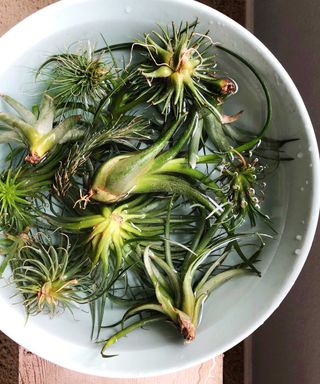 air plants in a bowl of water