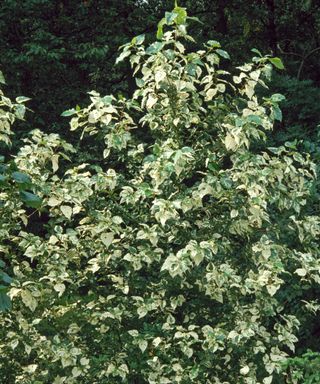 foliage of a Balm of Gilead tree
