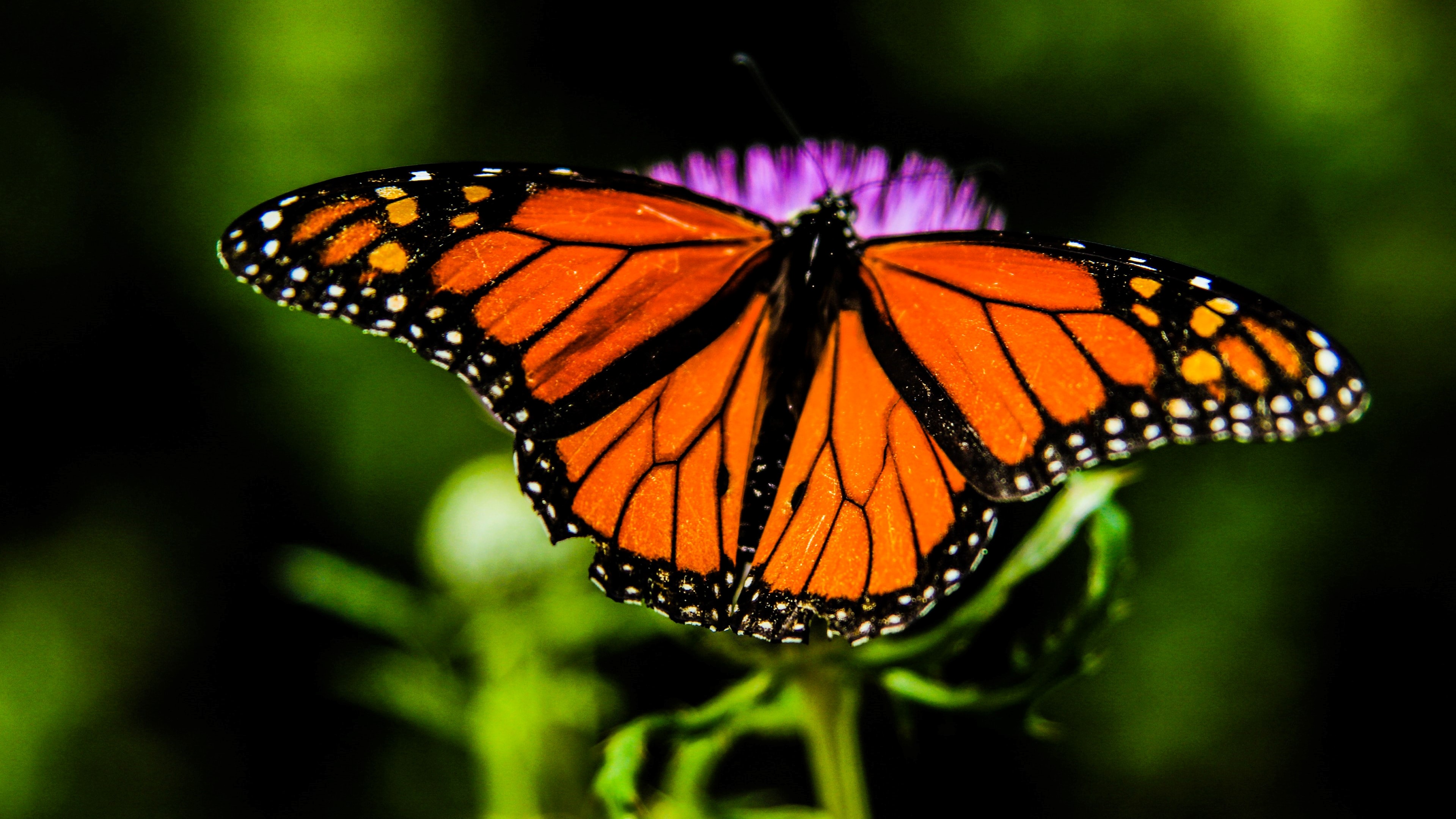 Butterfly on flower