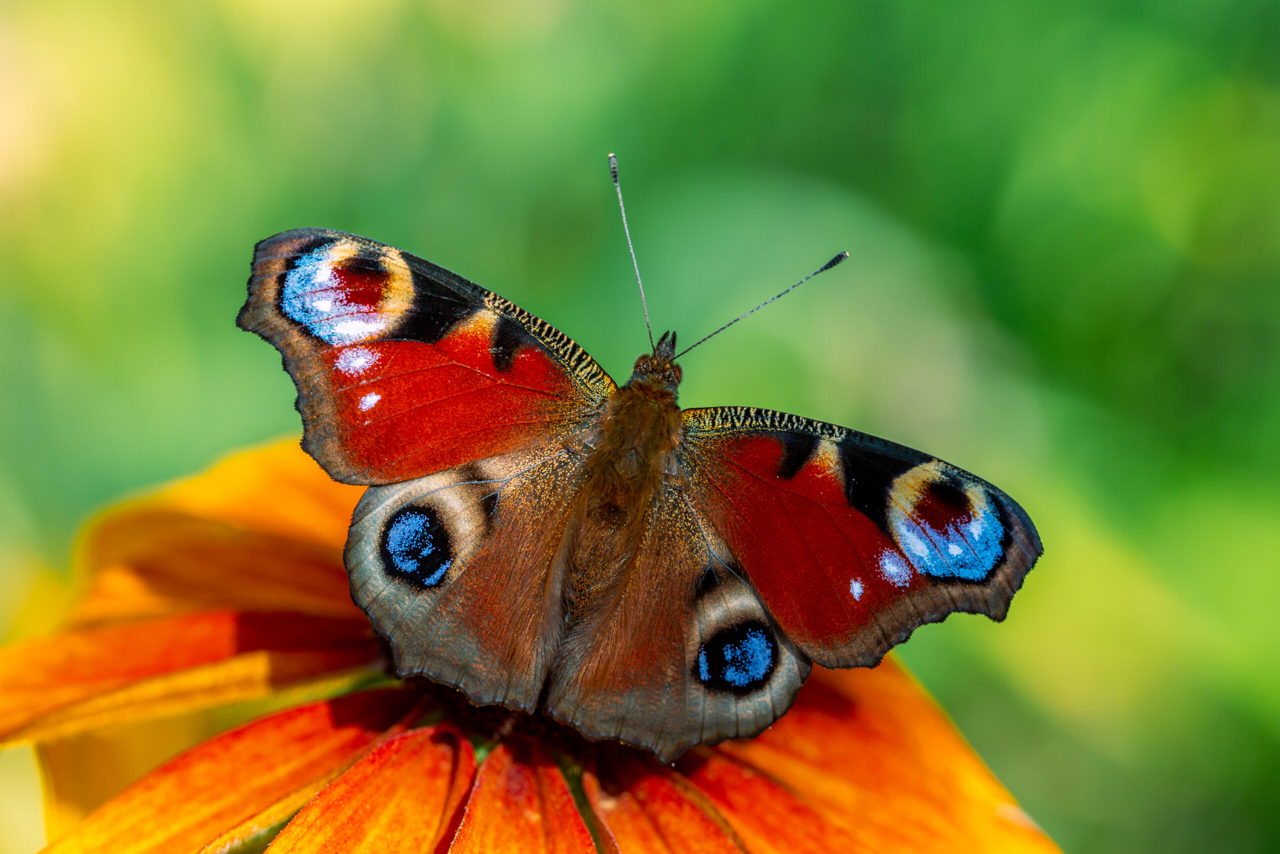 The eyes have it: Aglais io, AKA the European peacock or peacock butterfly, has bright blue 'eyes' to keep predators at bay.