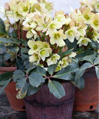 Hellebores in pots