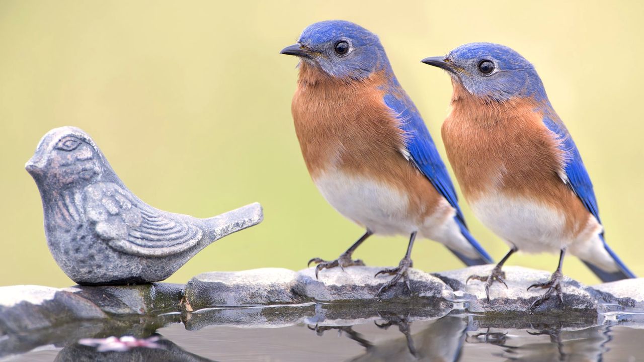 two bluebirds sitting on bird bath