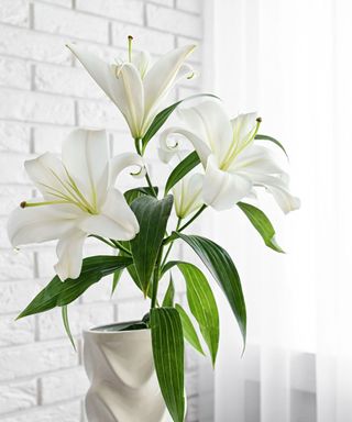 Easter lilies in pot indoors