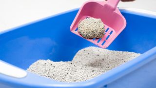 A litter box filled with clumping cat litter, with a pink scoop lifting up a clump