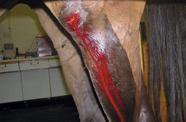 Wound.jpg