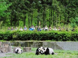 Research shows nature tourism isn't an automatic ticket out of poverty for people who transition from farming to tourism for economic improvement. Here, tourists watch pandas at China's Conservation and Research Center for the Giant Panda (CCRCGP) in Wolo