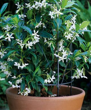 star jasmine in a container