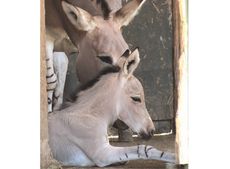 Somali-wild-ass-foal-small.jpg