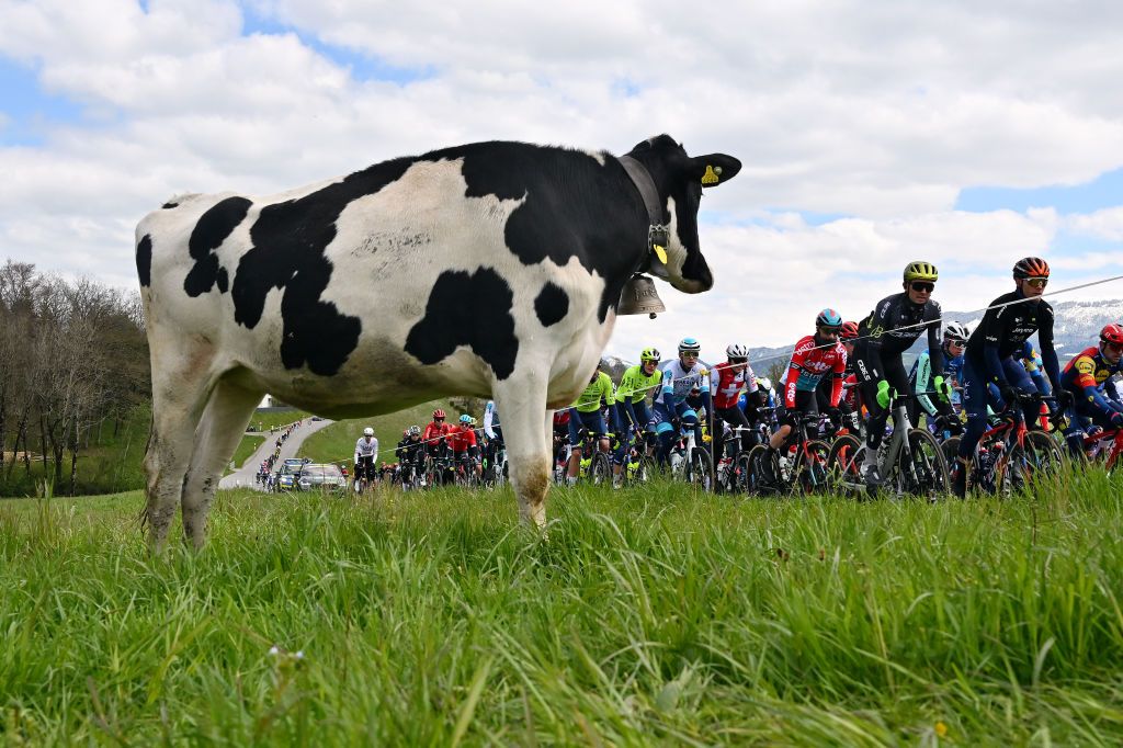 The cows were interested in the spectacle