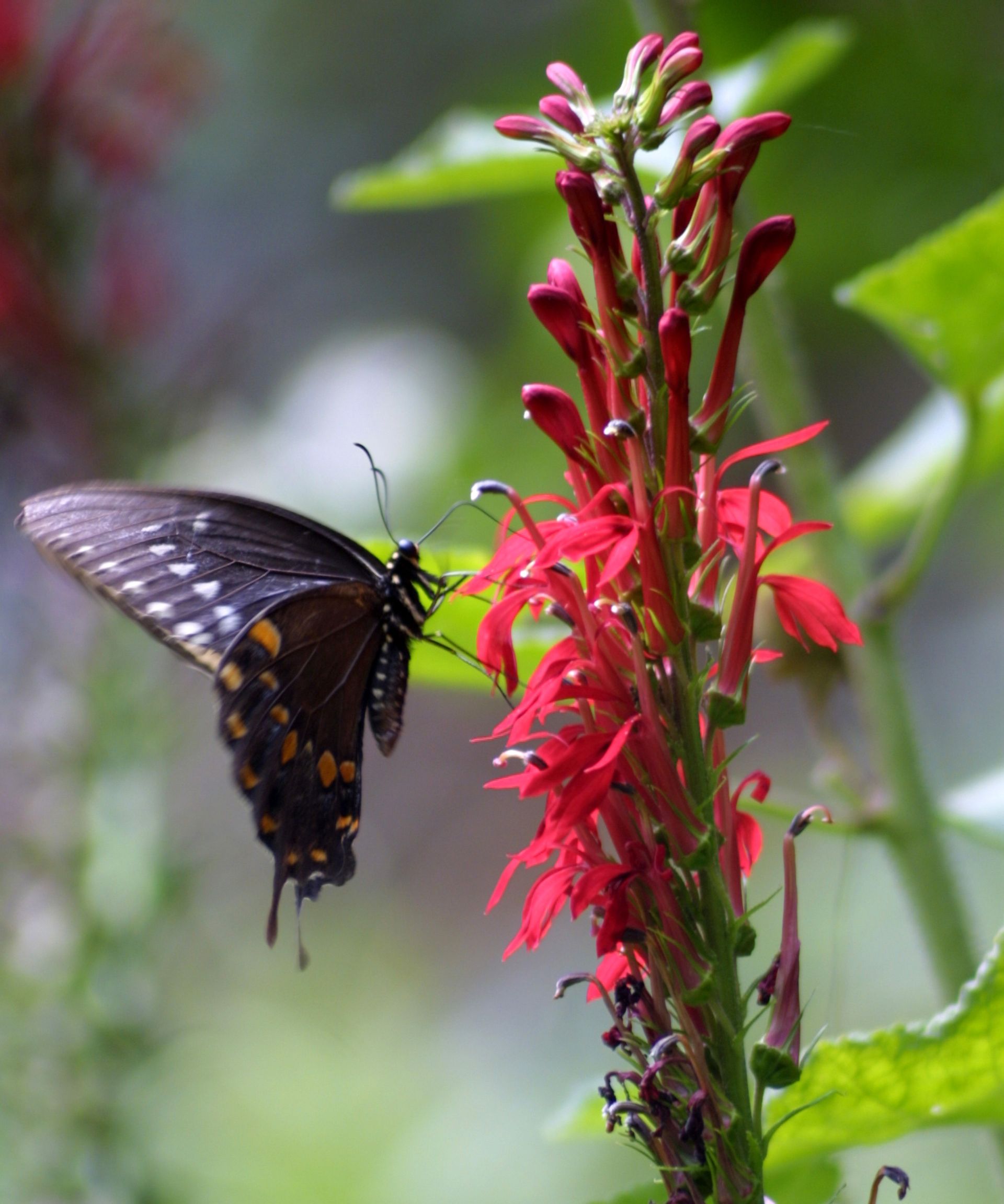 Butterfly on Cardinal Flower
