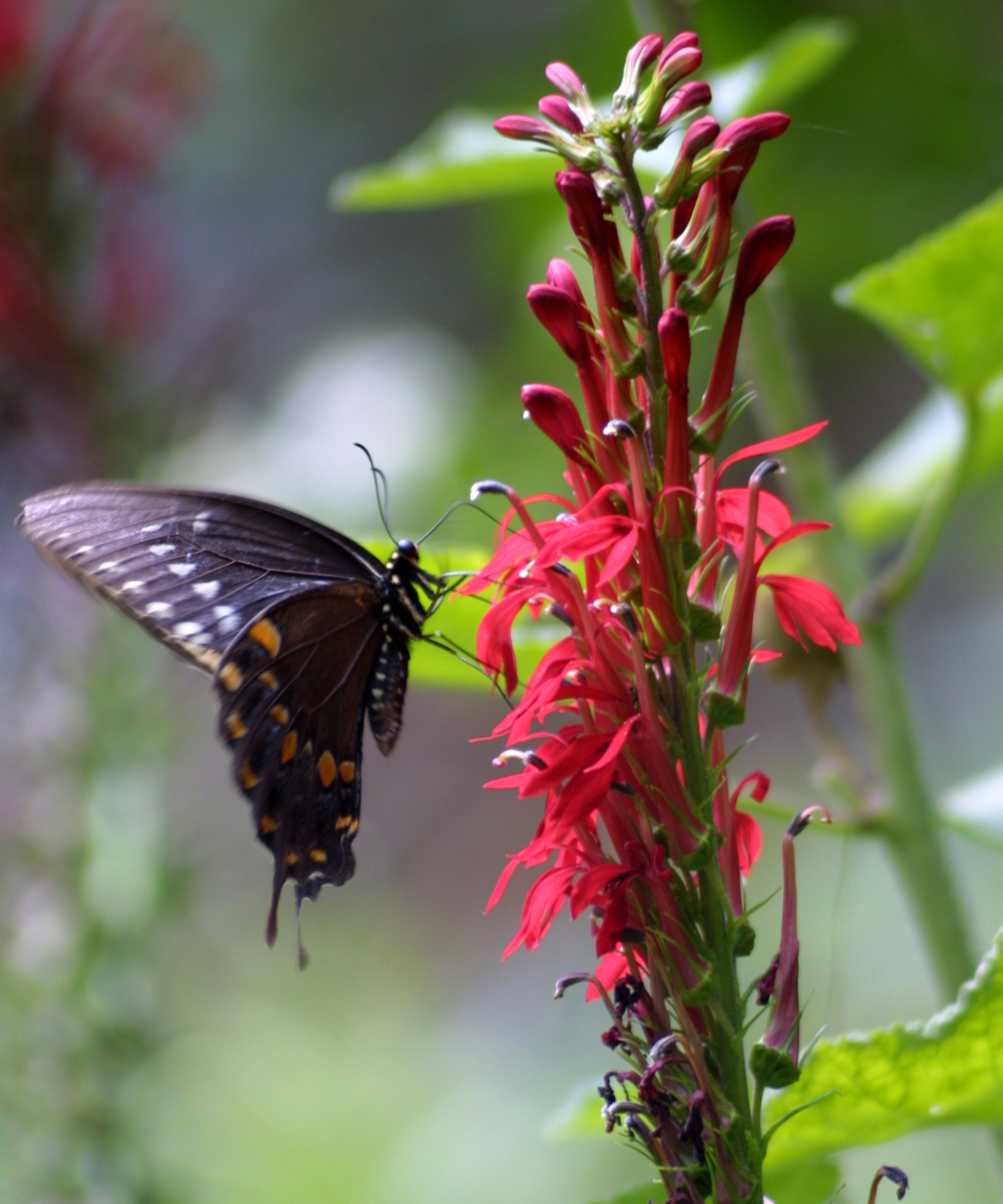 Butterfly on Cardinal Flower