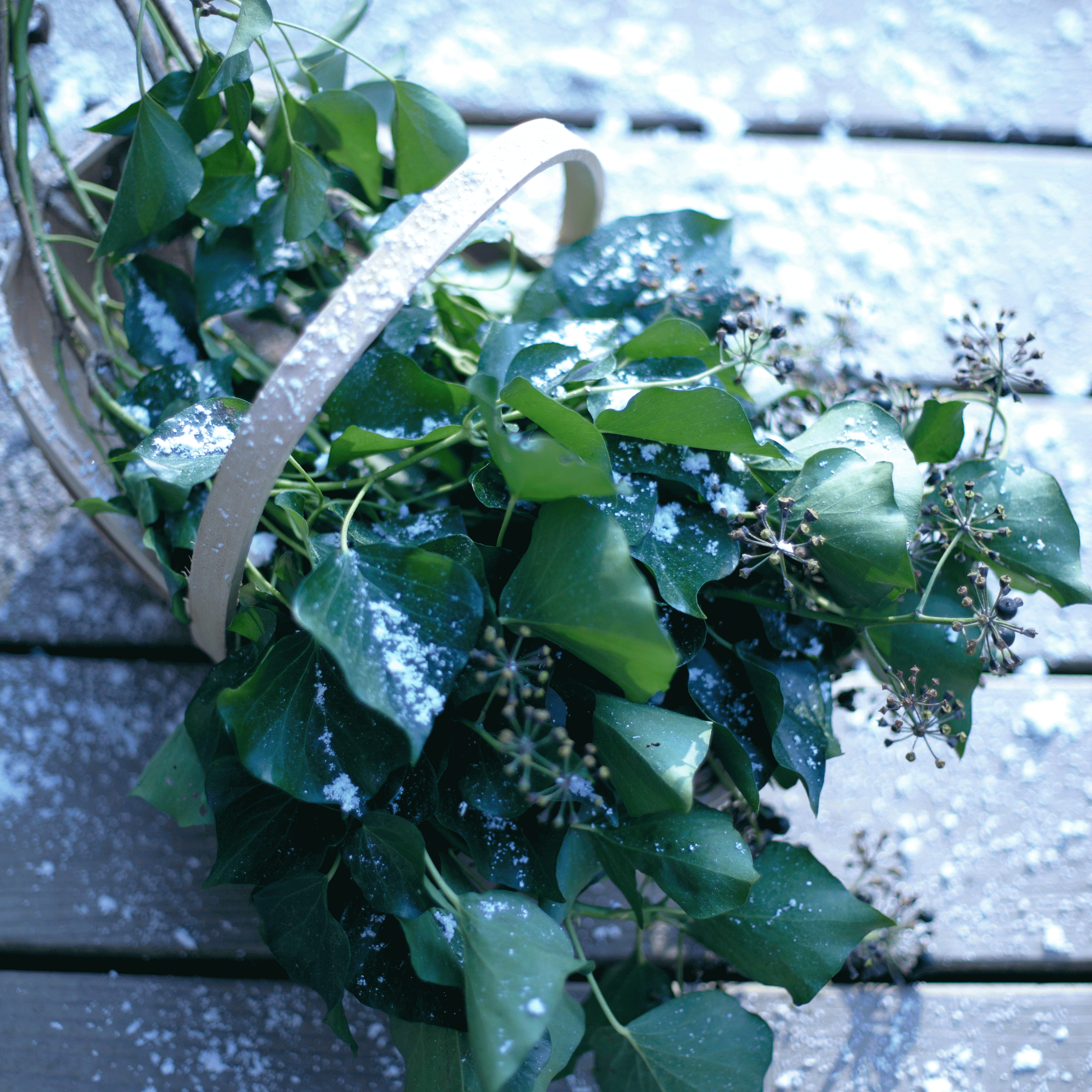 green plant with bucket and snow flakes