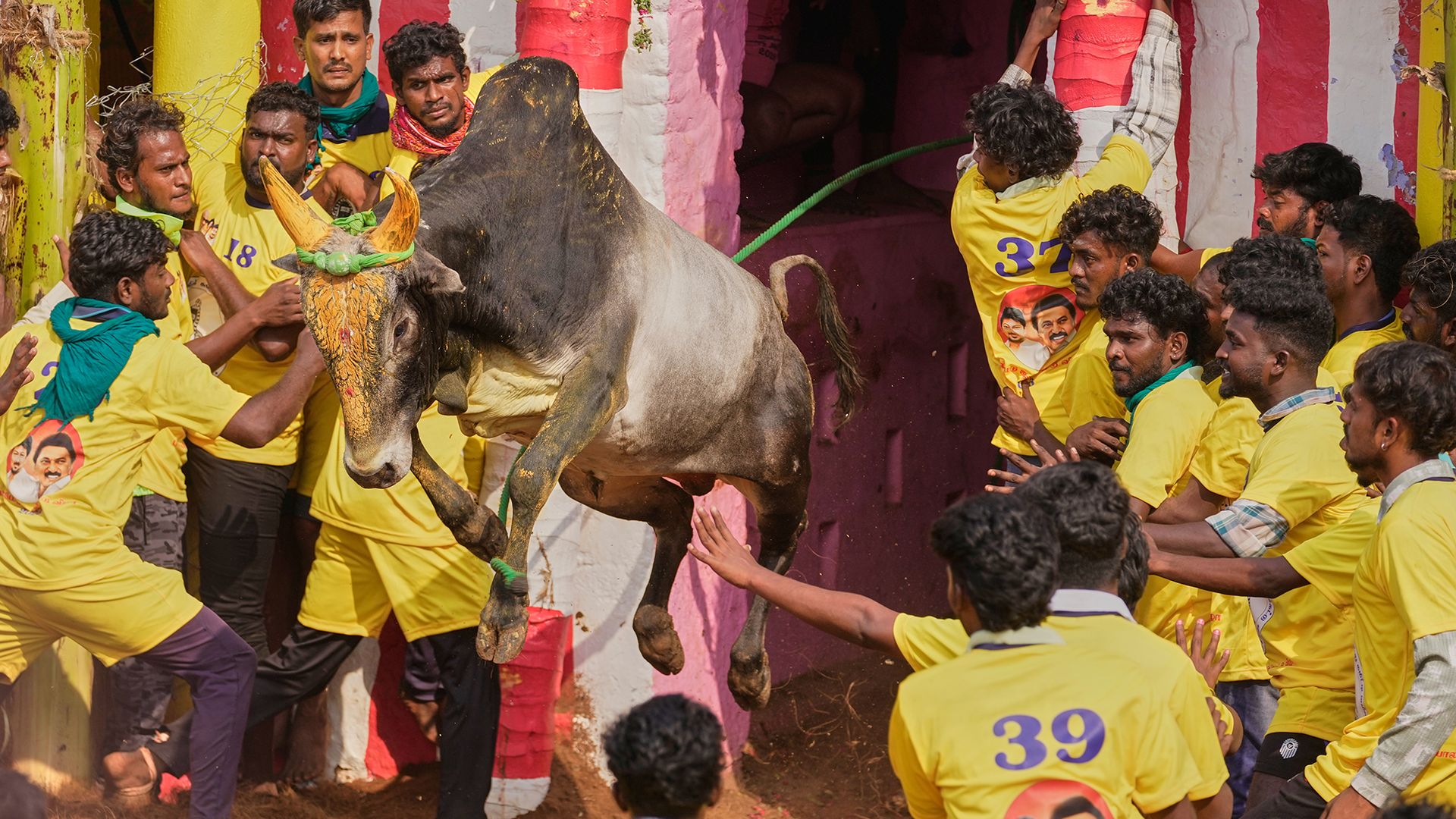
                                A zebu bull leaps into the air during a traditional Jallikattu event as part of the Pongal harvest festival near Madurai, India
                            