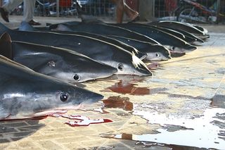 Carcasses of requiem sharks at a landing site in Indonesia. Reporting official landings of approximately 100,000 tons of sharks per year, Indonesia is the leading shark fishing nation in the world.