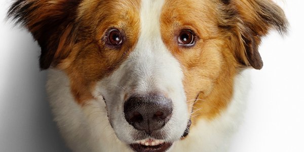 A Dog's Purpose' Finds a Good Friend at the Box Office - The New