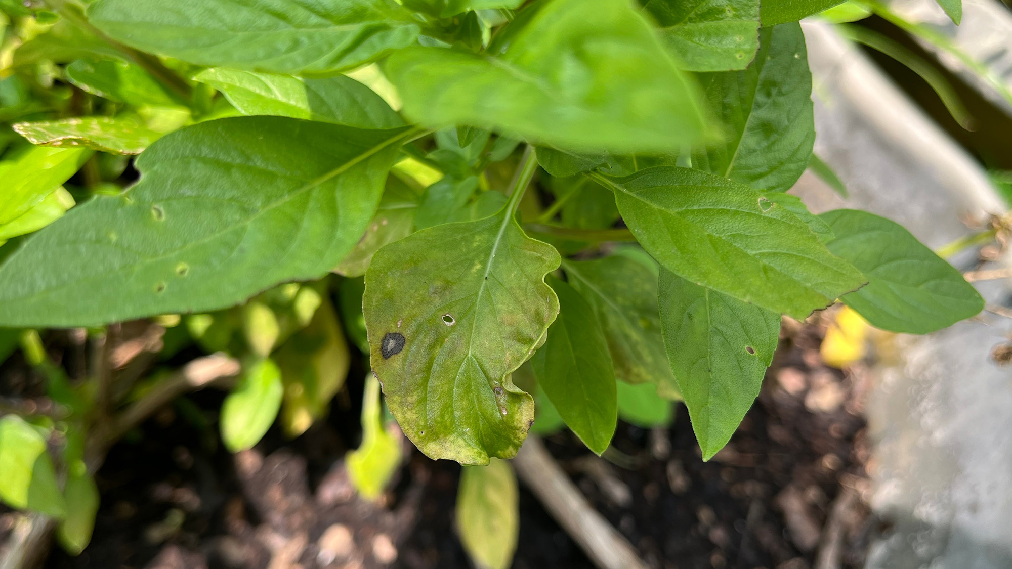Basil infected with fusarium