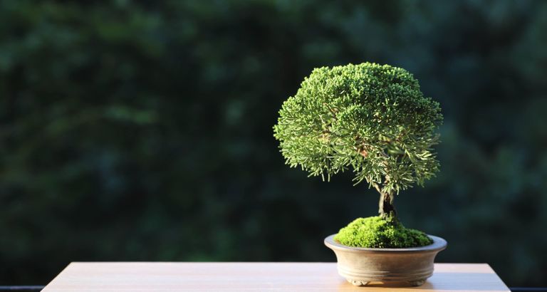 Bonsai tree