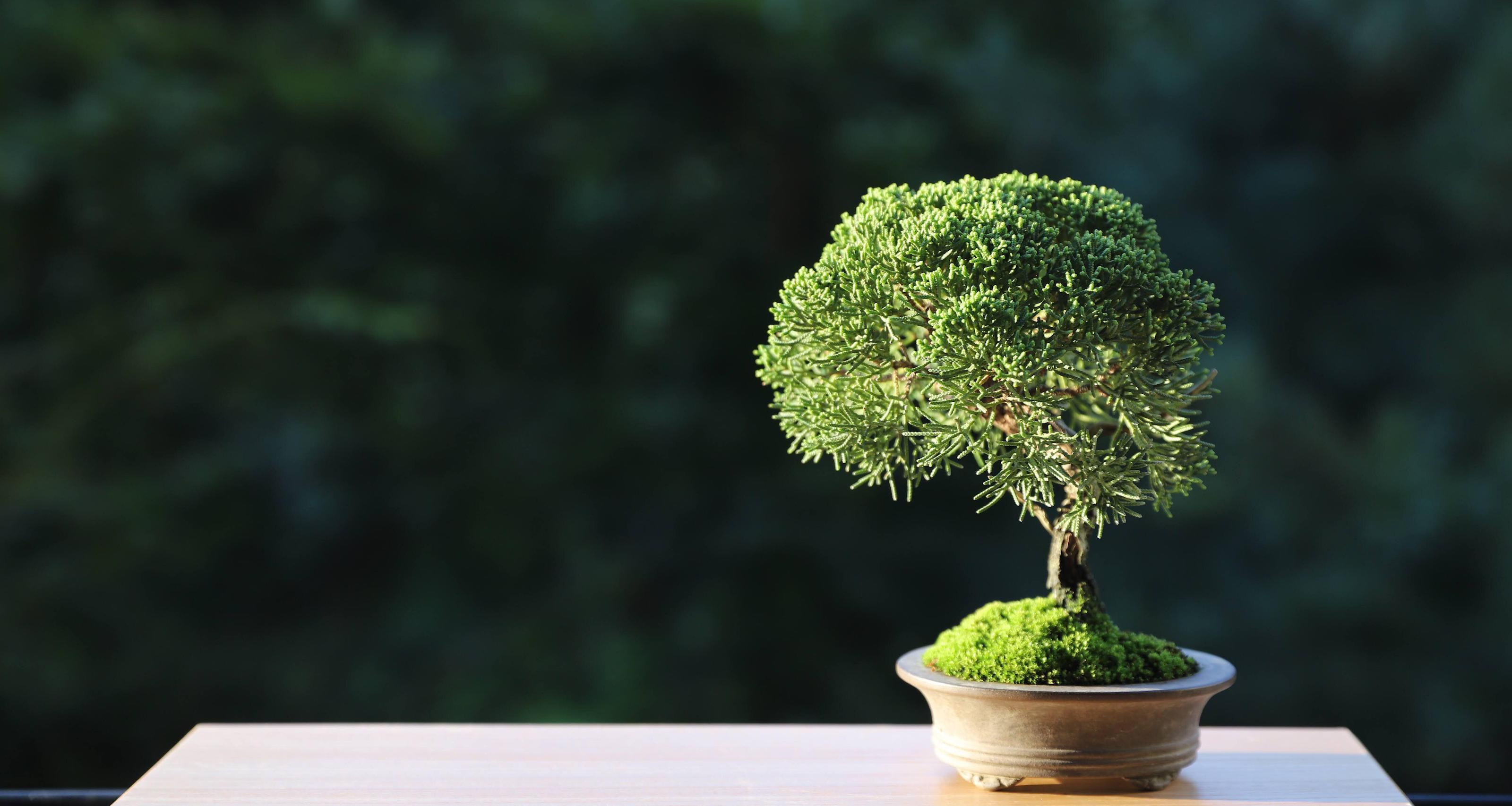 How to care for Bonsai trees - the 6 expert tips you need | Livingetc