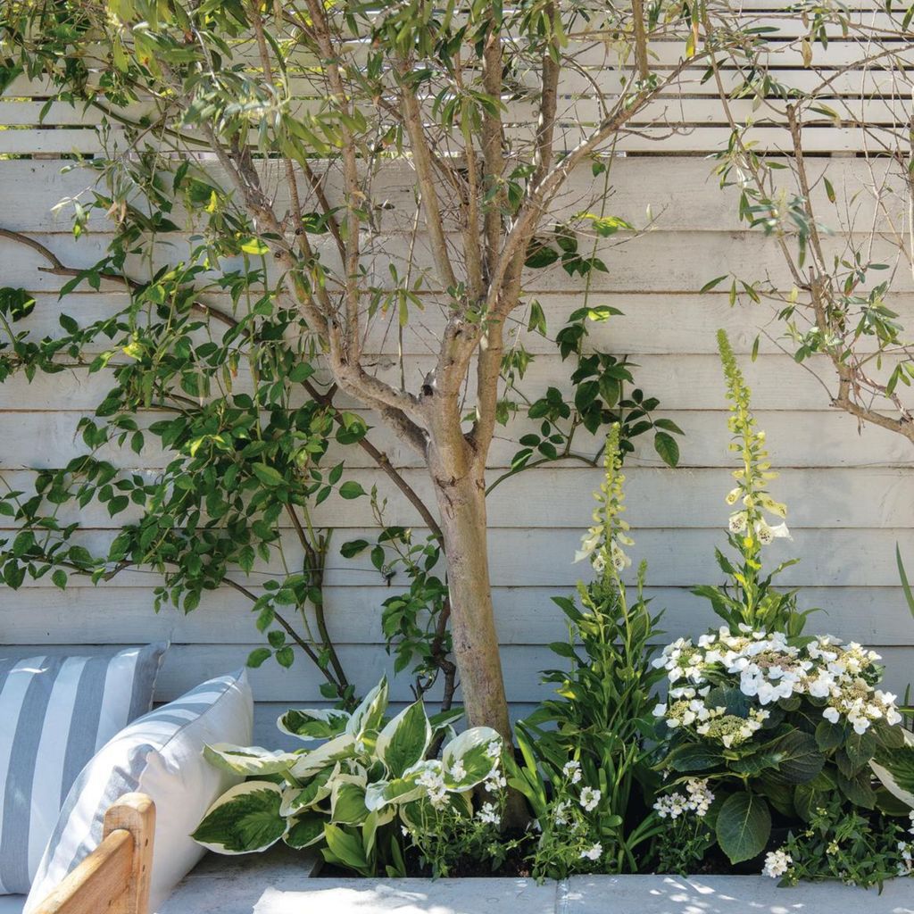 Best trees for small gardens, and how to help them thrive Ideal Home