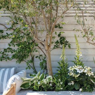 Raised bed against a wooden shed with a tree, hosta and foxgloves. Susan and Henry Parker's garden at their four bedroom Victorian house in Fulham, London.