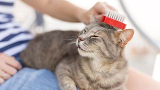 Tabby cat lying in her owner's lap and enjoying while being brushed and combed. Focus on the cat's muzzle