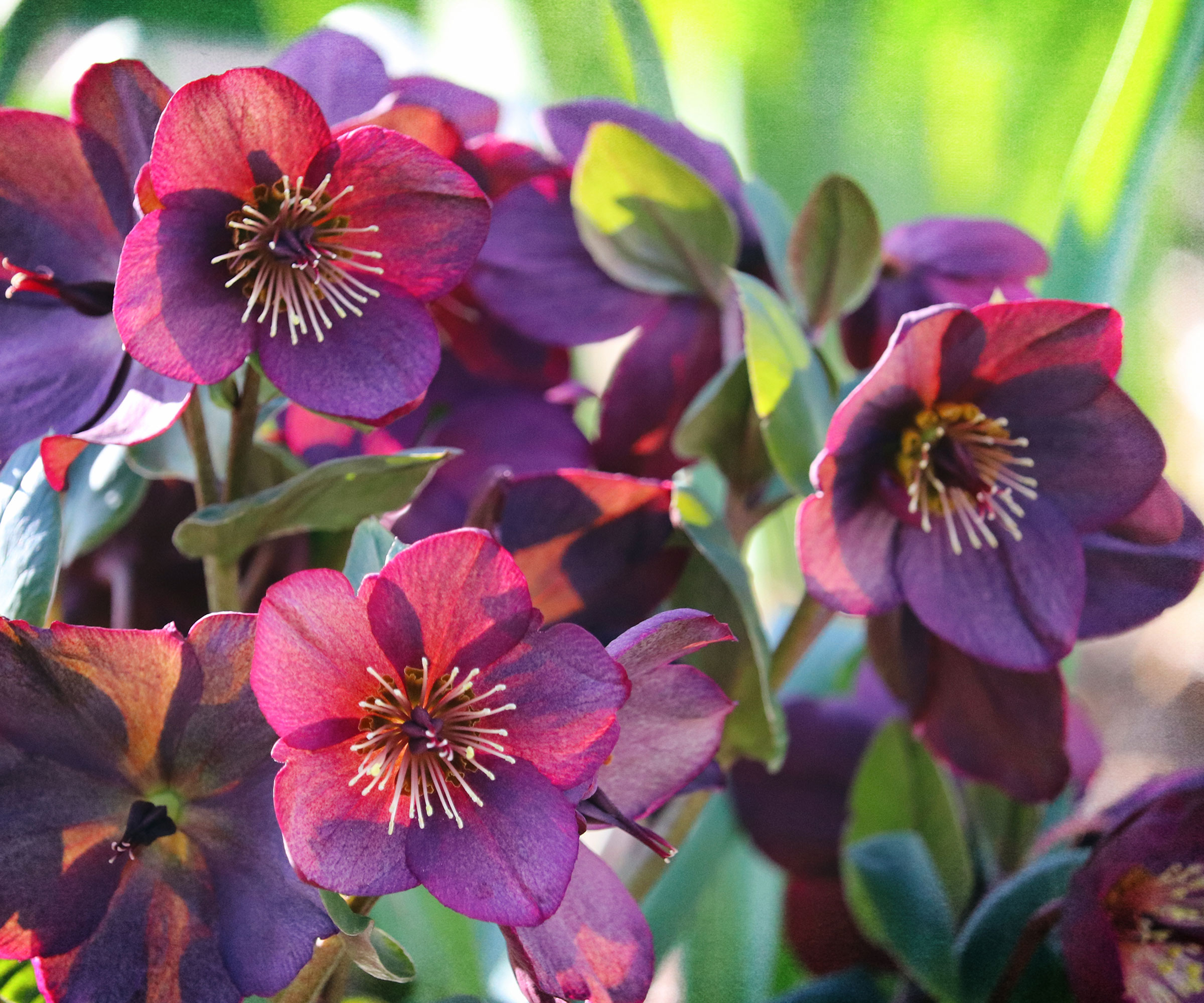 Hellebore Rome In Red flowering in mixed bed