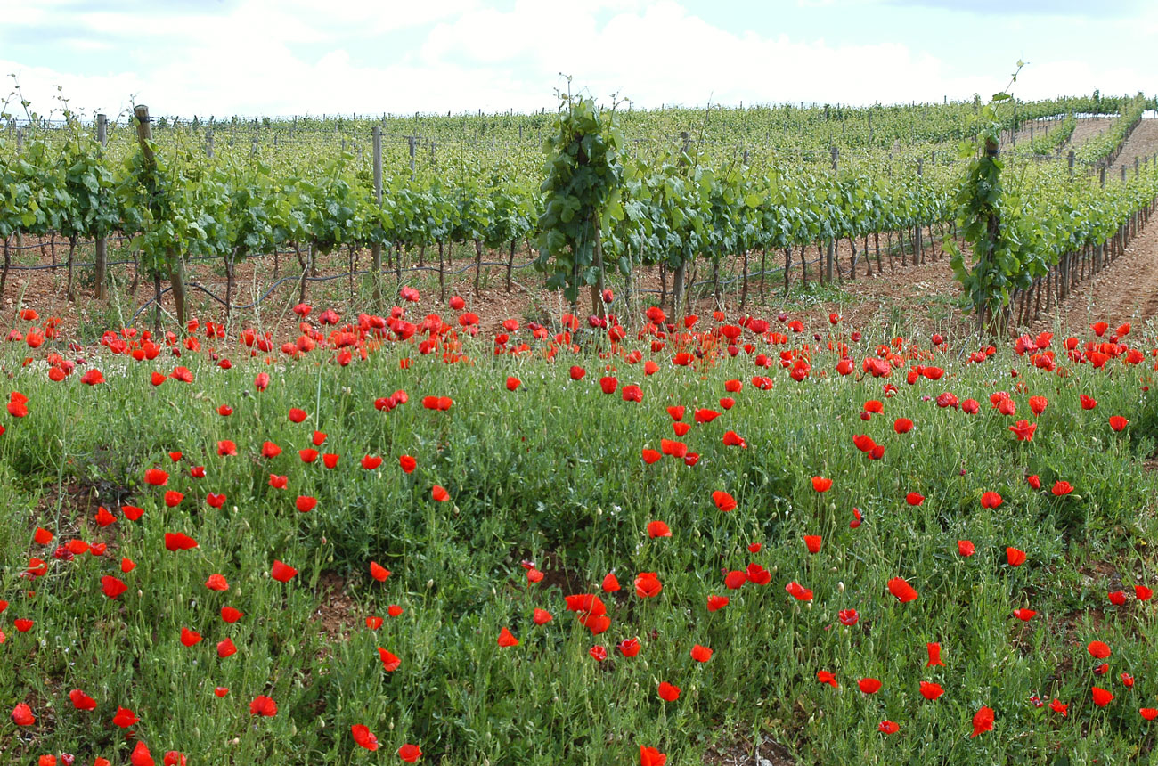 Alentejo-organic-vineyard-lr.jpg