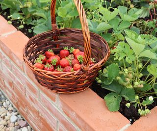 strawberry harvest from raised beds