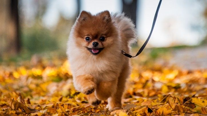 Facts about pomeranians: Pomeranian walking