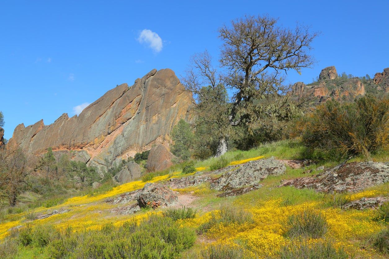 Chaparral Native Habitat