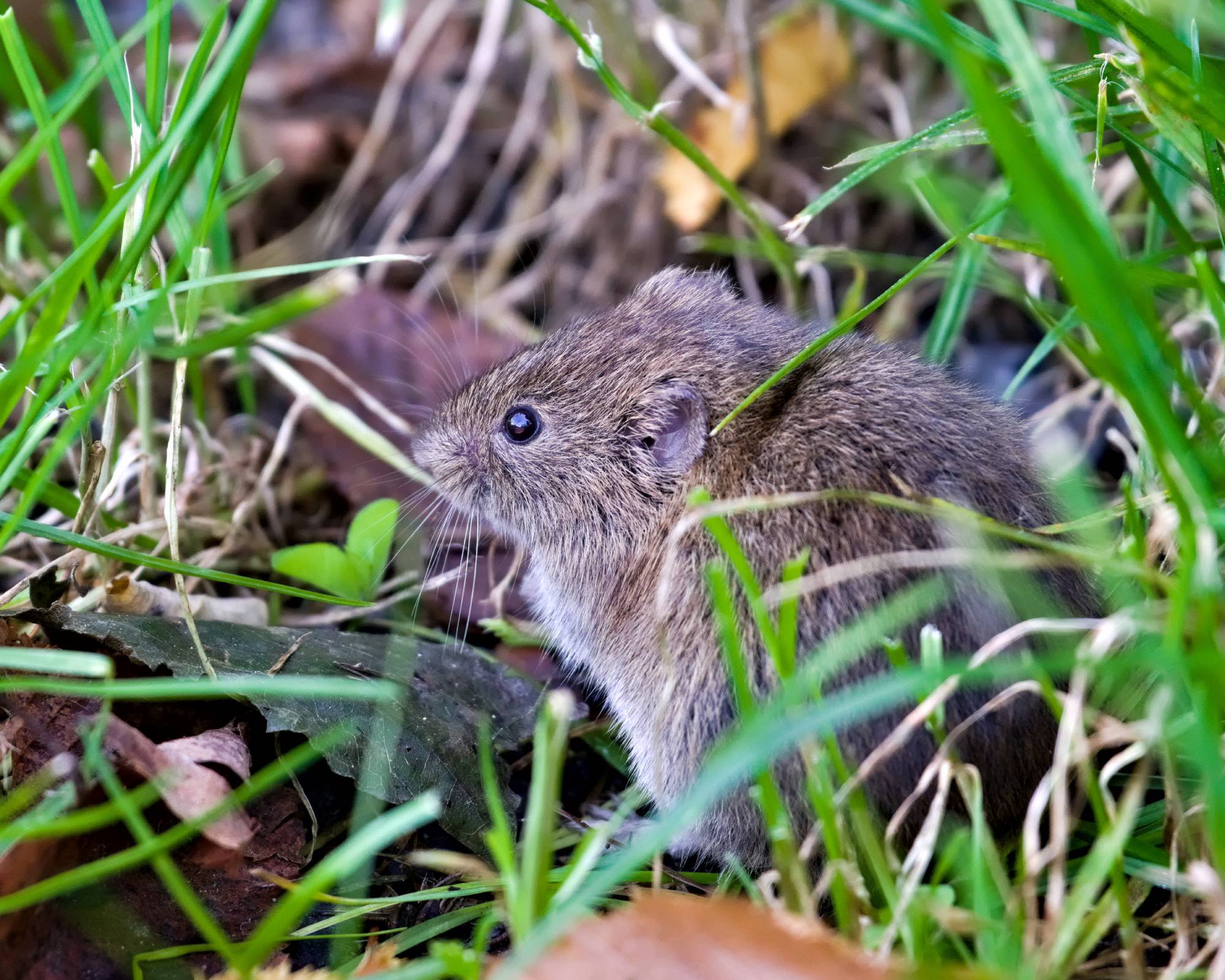 Common vole in grass