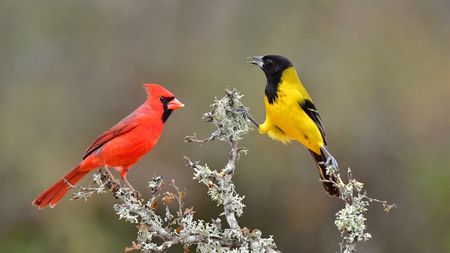 Red cardinal and oriole birds in a winter garden