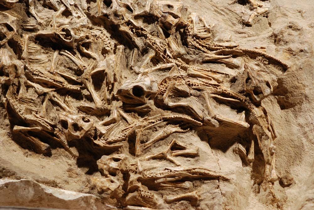 fossilized remains of Protoceratops dinosaur infants in a nest