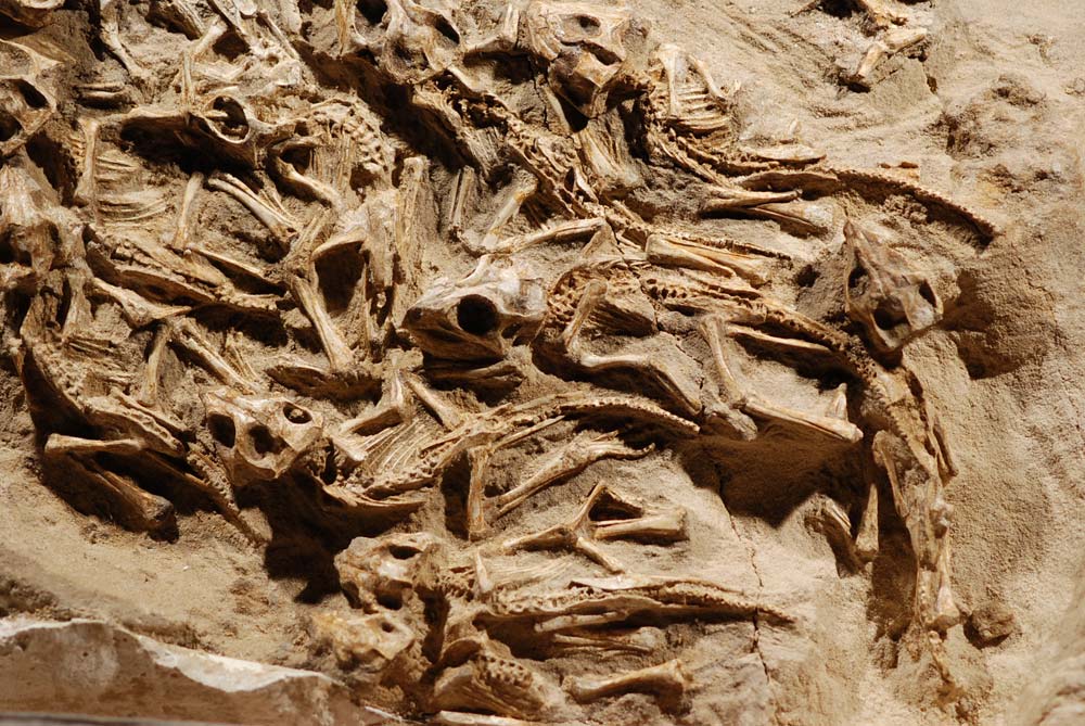 Echoes of the Past: Unveiling the Protoceratops Family Nest in Mongolia’s Dino Dynasty