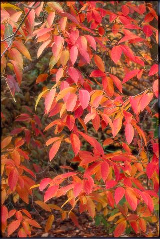 trees with red leaves Nyssa sinensis (Chinese Tupelo)