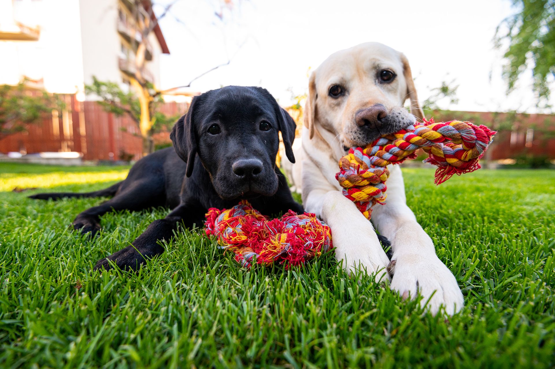View of Alternatives to grass: 10 easy no-mow options for your garden ...