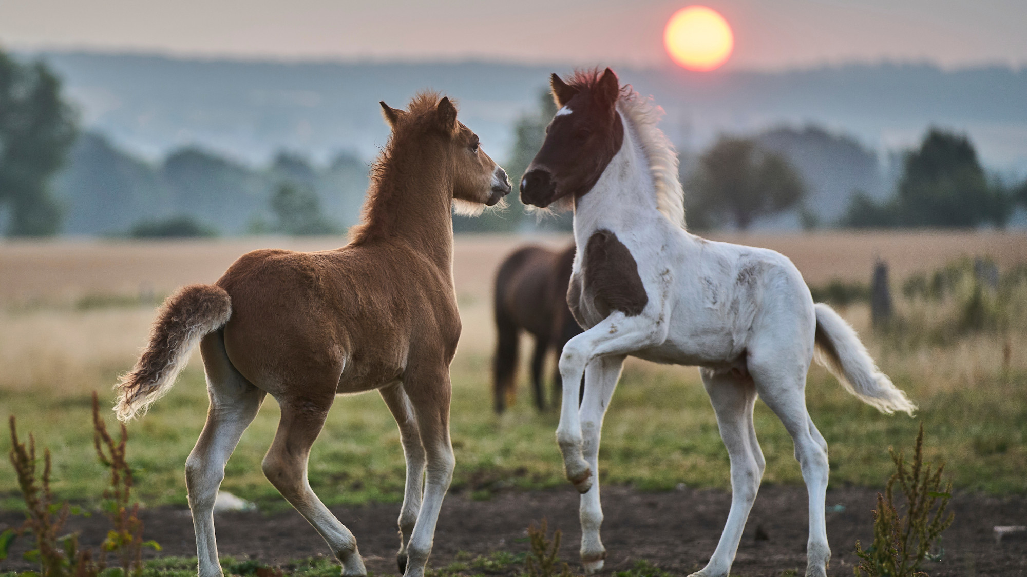 Horses