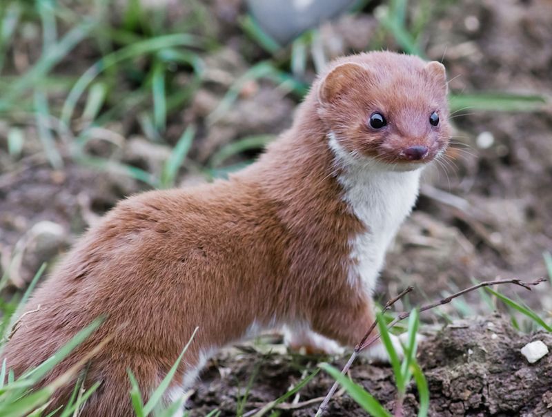 A Weasel Is A Mammal Of The Genus Mustela Of The Family Mustelidae The