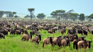 Wildebeests and zebras cross the Serengeti Plain in an annual migration.