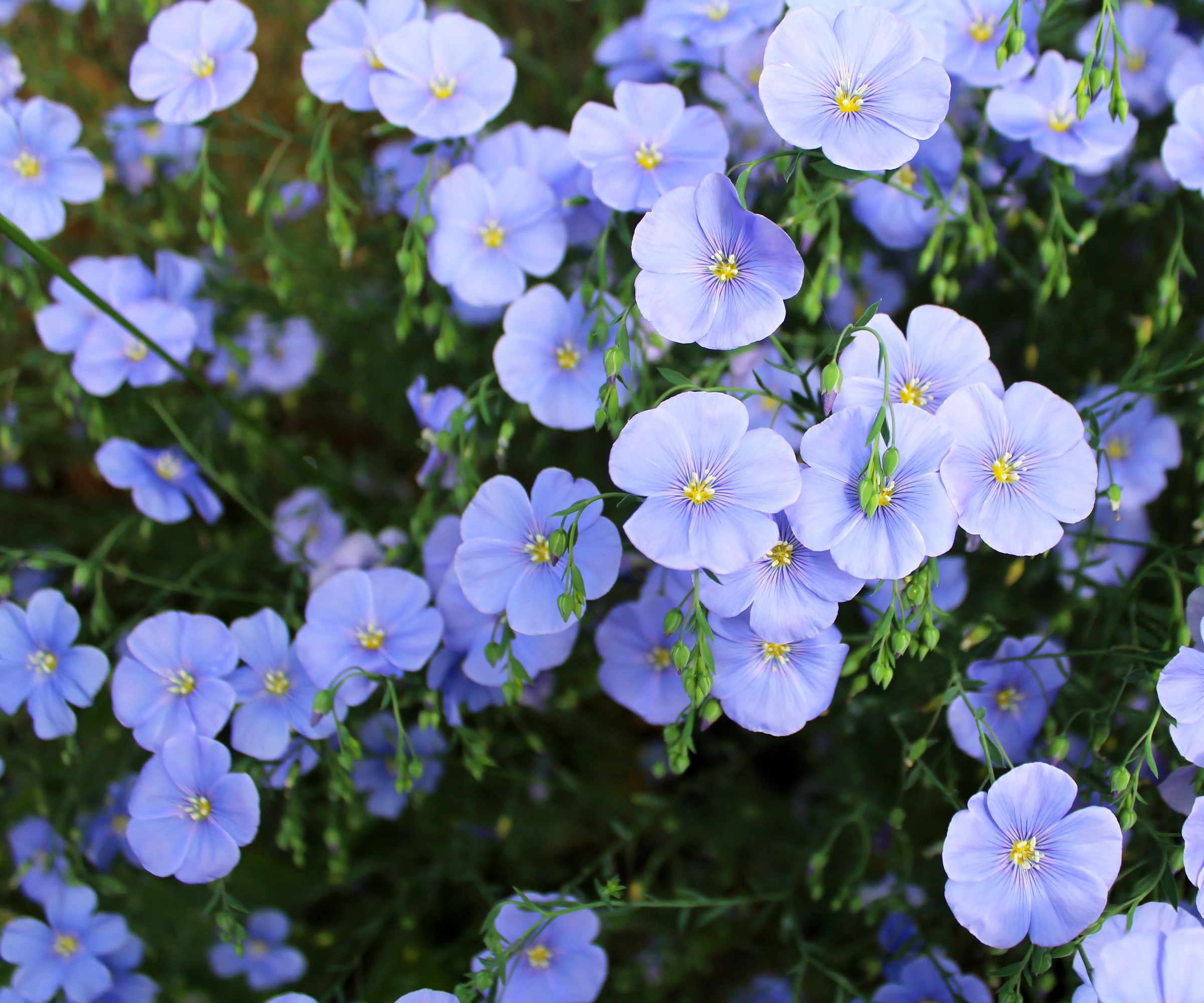 Blue flax