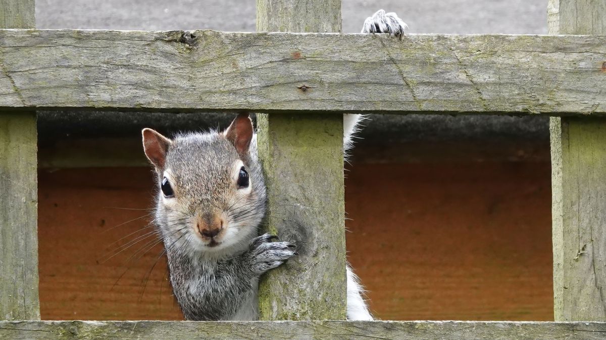 Forget Traps – This Beautiful Flower Offers a Better, More Natural Way to Help Deter Squirrels